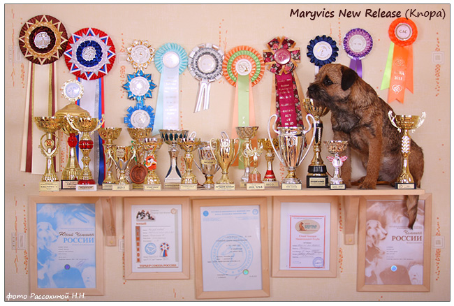 border terrier Maryvics New Release - kennel IzLesnogo Kraya